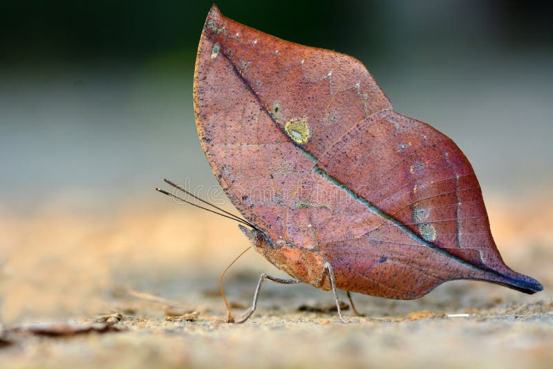 Schöner Schmetterling lizenzfreie stockbilder Schöner Schmetterling lizenzfreie stockbilder