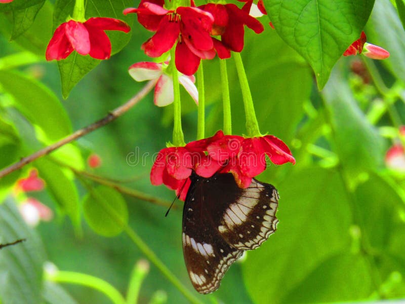Schöner schwarzer Schmetterling oder schwarze Schmetterling Papilio-polytes romulus- oder indische gemeine Mormone, die Papilioni lizenzfreies stockbild