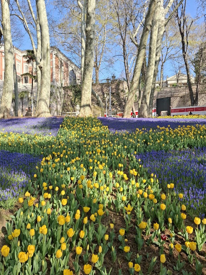 Schöner Sommergelber Tulpengarten stockbilder