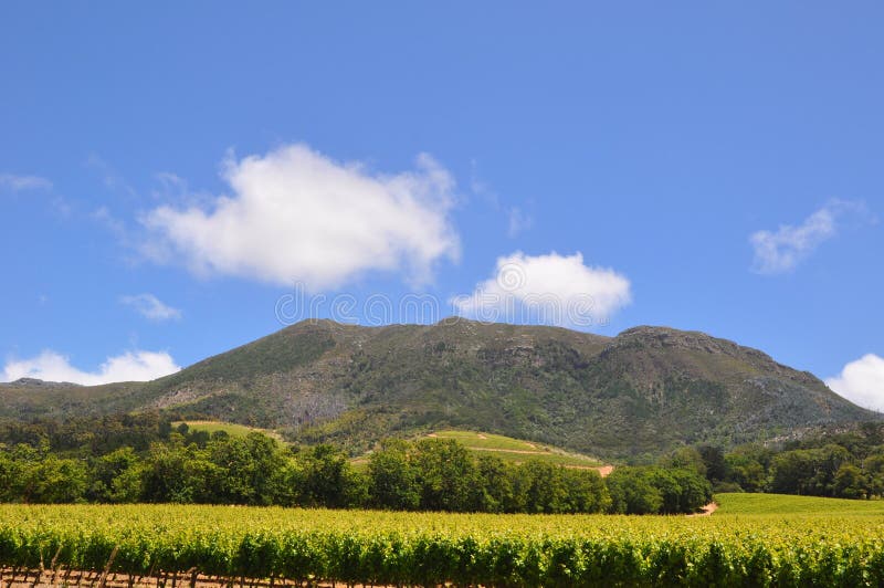 Sommer in den Weinbergen im franschhoek stockfoto Sommer in den Weinbergen im franschhoek stockfoto