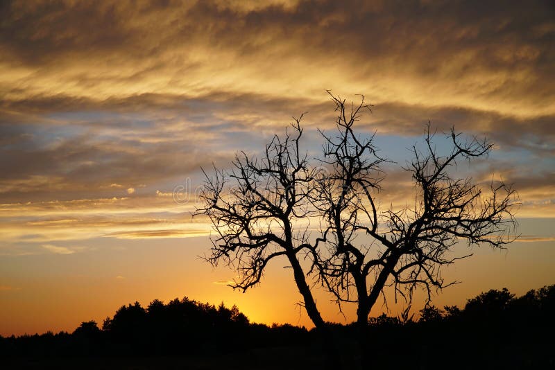 Schöner Sonnenuntergang Himmel und Baum stockfoto