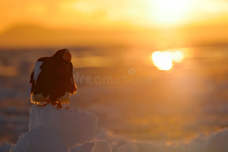 Schöner Steller-` s Seeadler, Haliaeetus pelagicus, Morgensonnenaufgang, Hokkaido, Japan Eagle, das in Meer auf Eis schwimmt Beh lizenzfreie stockfotografie Schöner Steller-` s Seeadler, Haliaeetus pelagicus, Morgensonnenaufgang, Hokkaido, Japan Eagle, das in Meer auf Eis schwimmt Beh lizenzfreie stockfotografie