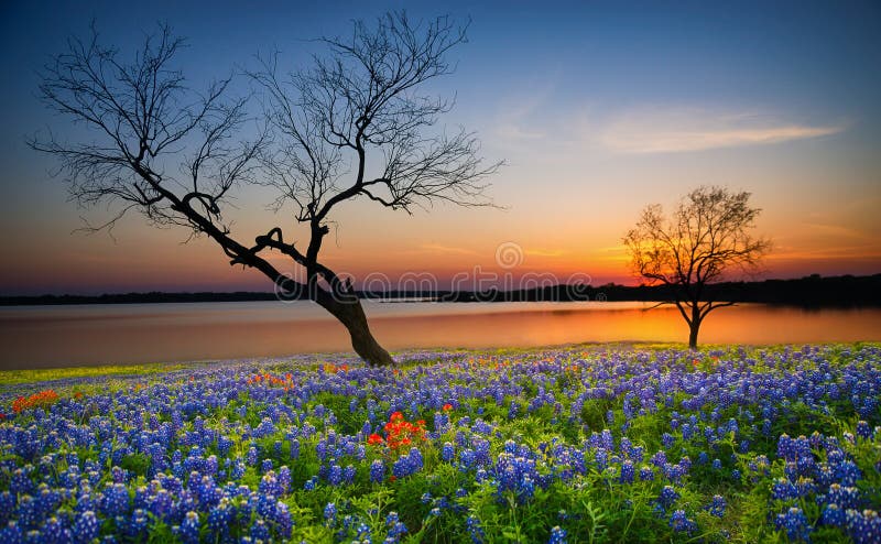 Schöner Texas-Frühlingssonnenuntergang über einem See stockfoto