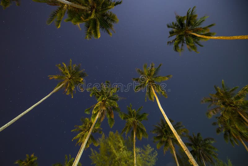 Schöner tropischer nächtlicher Himmel mit KokosnussPalmen und Sternen, Thailand stockfotografie Schöner tropischer nächtlicher Himmel mit KokosnussPalmen und Sternen, Thailand stockfotografie