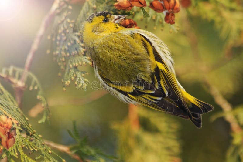 Schöner Waldvogel sitzt auf einer Tanne mit sonnigem Krisenherd lizenzfreies stockfoto Schöner Waldvogel sitzt auf einer Tanne mit sonnigem Krisenherd lizenzfreies stockfoto