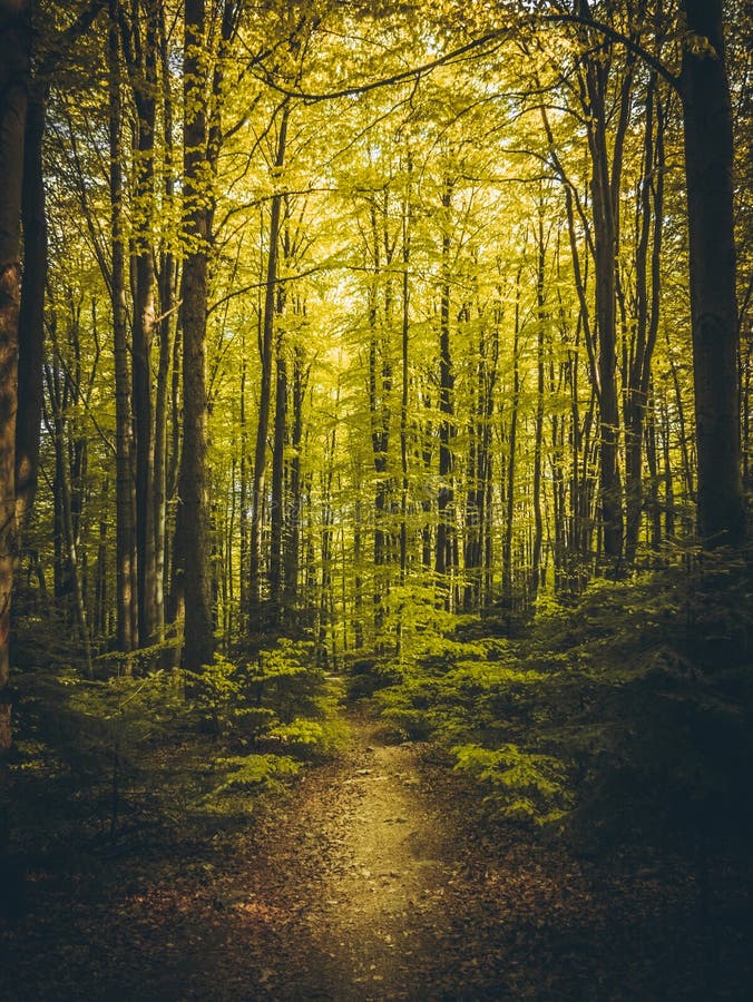 Schöner Weg im Sommerwald lizenzfreies stockfoto Schöner Weg im Sommerwald lizenzfreies stockfoto