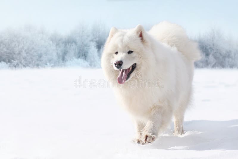 Schöner weißer Samoyedhund, der auf Schnee im Winter läuft