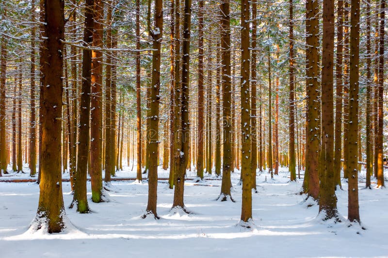 Schöner Winterwald lizenzfreie stockbilder Schöner Winterwald lizenzfreie stockbilder