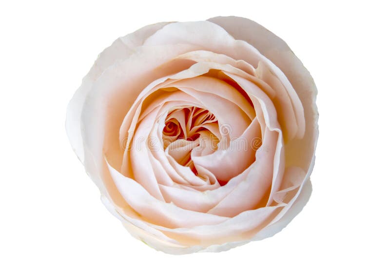 Schöner, zarter rosa Rosa auf weißem Hintergrund lizenzfreies stockbild