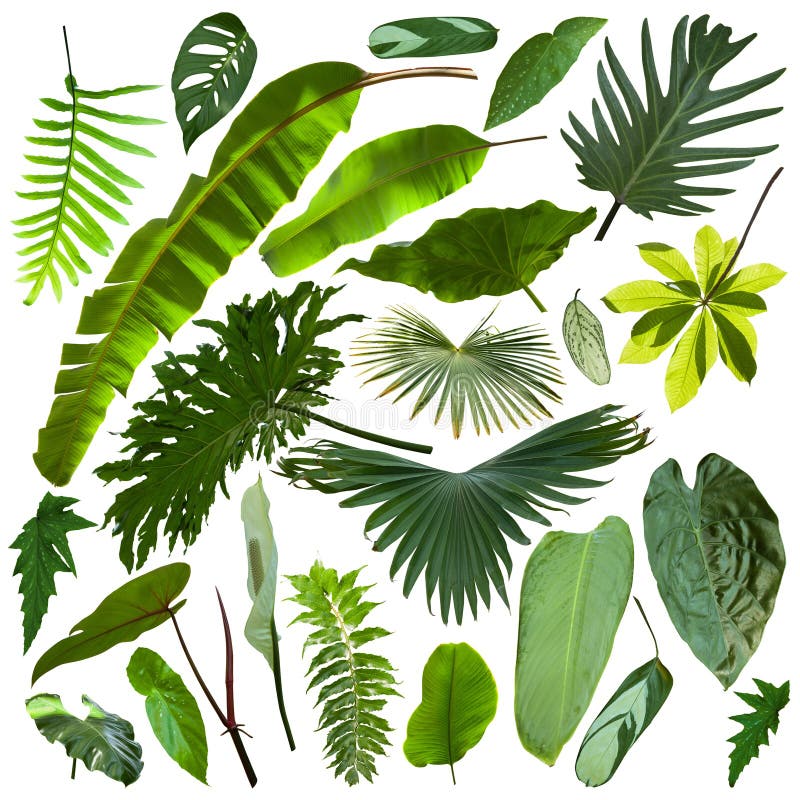 Schönere exotische tropische Blätter, lokalisiert stockfoto Schönere exotische tropische Blätter, lokalisiert stockfoto
