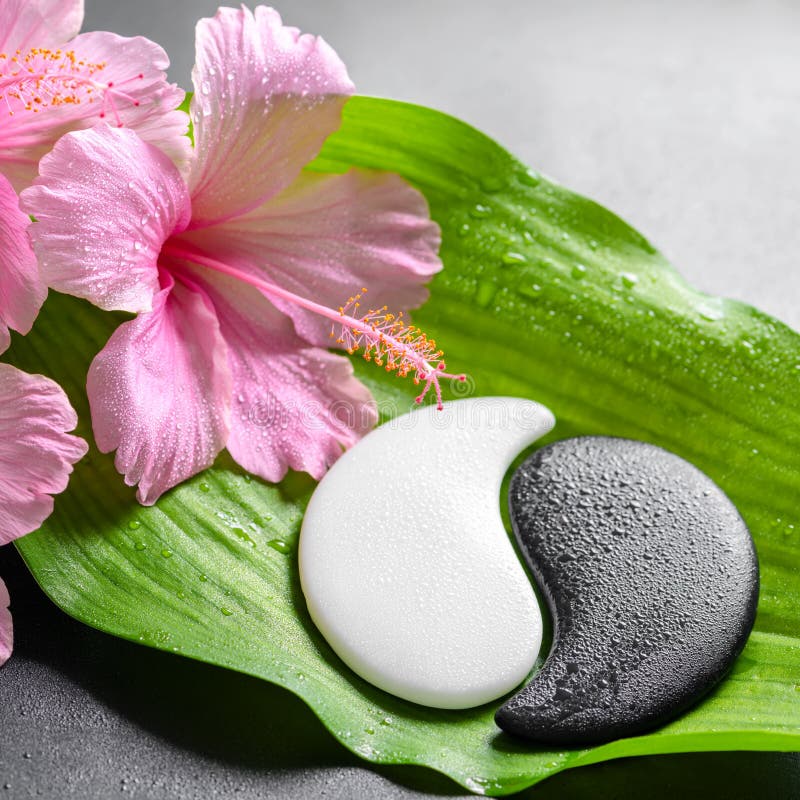 Schönes Badekurortkonzept von rosa Hibiscusblumen und Yin-Yang von s stockbilder Schönes Badekurortkonzept von rosa Hibiscusblumen und Yin-Yang von s stockbilder