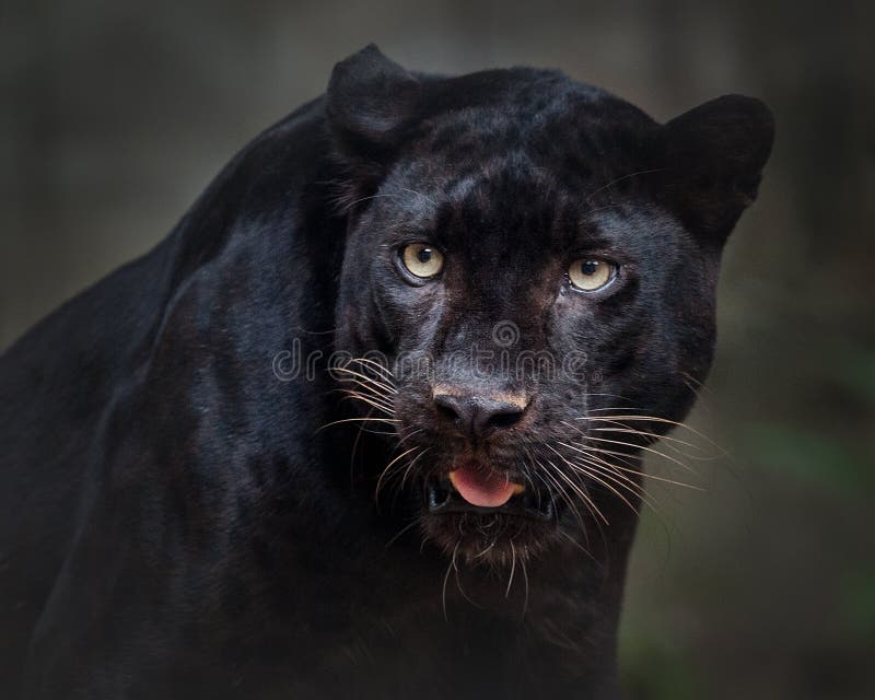 Schönes Bild des schwarzen Panthers stockfotos Schönes Bild des schwarzen Panthers stockfotos