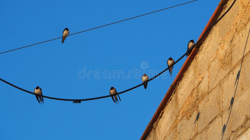 Schönes Bild von sechs Schwalben auf der Stromleitung gekrackt Schwarzweißvögel, klein Camarasa, Lerida, Spanien lizenzfreies stockfoto Schönes Bild von sechs Schwalben auf der Stromleitung gekrackt Schwarzweißvögel, klein Camarasa, Lerida, Spanien lizenzfreies stockfoto