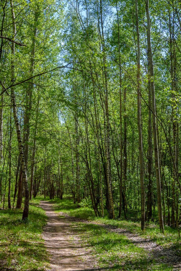 Schönes Birken-Waldgrün des Weges im Frühjahr