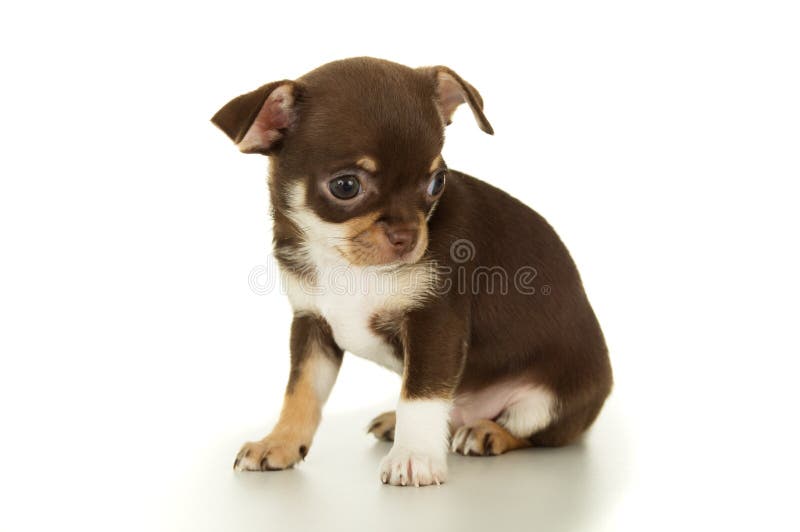 Schönes braunes Chihuahuawelpensitzen lokalisiert stockbilder Schönes braunes Chihuahuawelpensitzen lokalisiert stockbilder