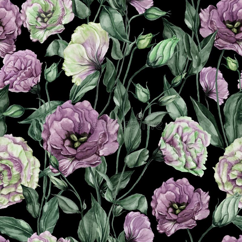 Schönes Eustomablumen lisianthus mit Blättern und den geschlossenen Knospen auf schwarzem Hintergrund Nahtloses Blumenmuster vektor abbildung