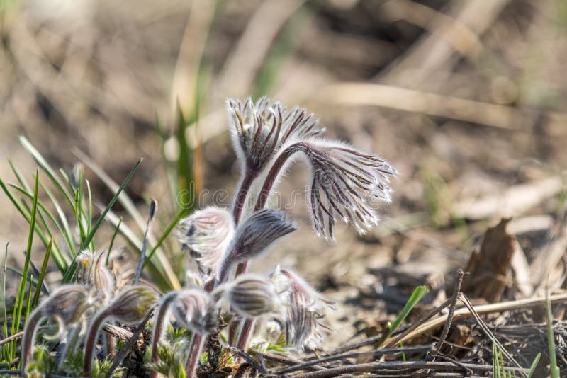Schönes Frühlingsveilchen blüht Hintergrund Ost-pasqueflower lizenzfreie stockfotos Schönes Frühlingsveilchen blüht Hintergrund Ost-pasqueflower lizenzfreie stockfotos