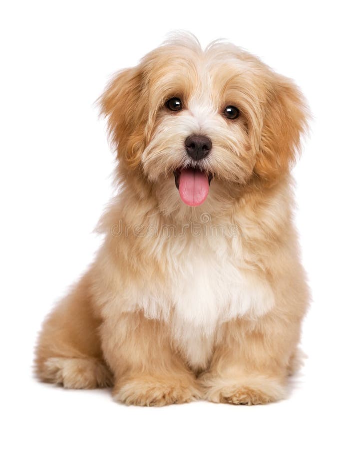 Schönes glückliches rötliches havanese Hündchen sitzt Stirnseite stockfoto