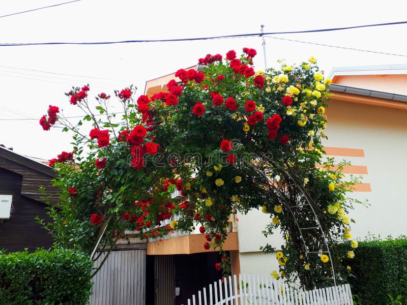 Schönes Haustor verziert mit Rosen lizenzfreie stockbilder Schönes Haustor verziert mit Rosen lizenzfreie stockbilder