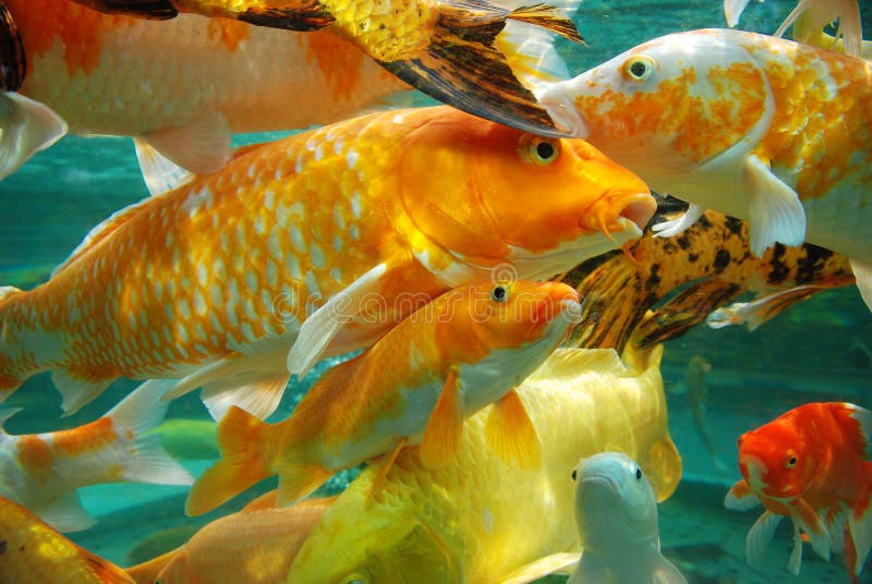 Koi Oder Chinesische Fische Des Karpfens Im Wasser Stockbild Bild von