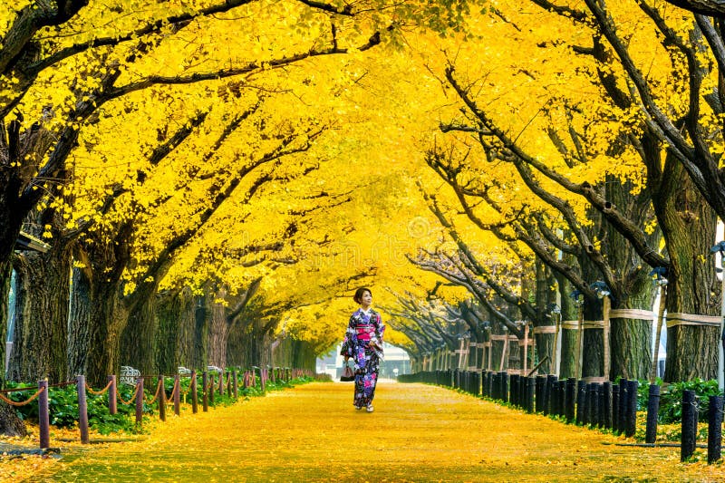 Schönes Mädchen, das japanischen traditionellen Kimono an der Reihe des gelben Ginkgobaums im Herbst trägt Herbstpark in Tokyo, J
