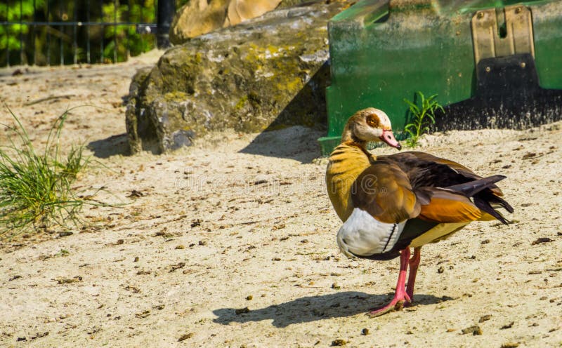 Schönes Nahaufnahmeporträt eines Alopochen ägyptiacus, bunten und tropischen Vogel Specie von Afrika lizenzfreie stockfotografie Schönes Nahaufnahmeporträt eines Alopochen ägyptiacus, bunten und tropischen Vogel Specie von Afrika lizenzfreie stockfotografie