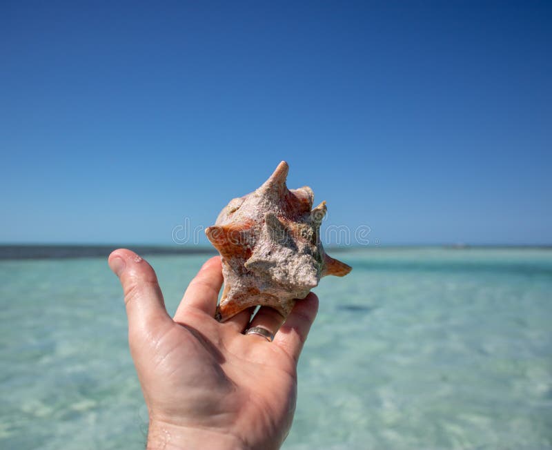 Schönes Oberteil auf einem tropischen sandigen Strand, der von einem Mann gehalten wird stockfotos Schönes Oberteil auf einem tropischen sandigen Strand, der von einem Mann gehalten wird stockfotos