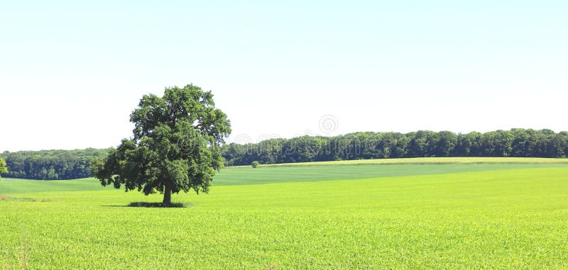 Schönes Panorama mit Sommerlandschaft mit einsamem Baum