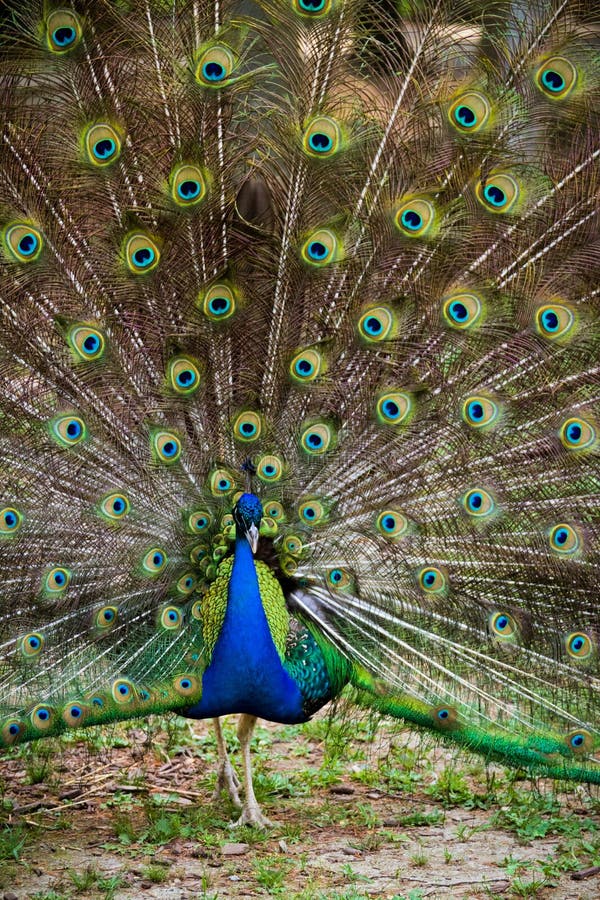 Schöner Pfau lizenzfreies stockfoto Schöner Pfau lizenzfreies stockfoto