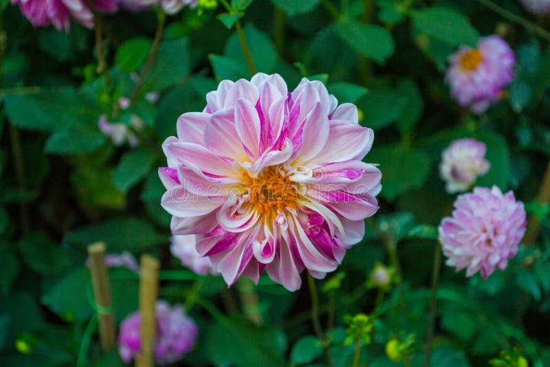 Schönes PinkLilac und weiße Dahlie mit der gelben Mitte lokalisiert stockbilder Schönes PinkLilac und weiße Dahlie mit der gelben Mitte lokalisiert stockbilder