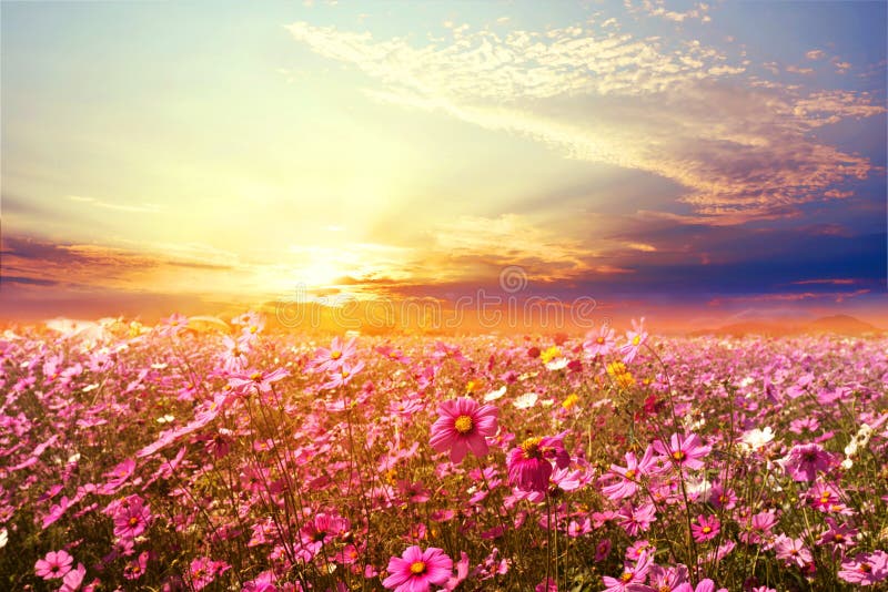 schönes rosa und rotes Kosmosblumenfeld mit Sonnenuntergang stockfoto schönes rosa und rotes Kosmosblumenfeld mit Sonnenuntergang stockfoto