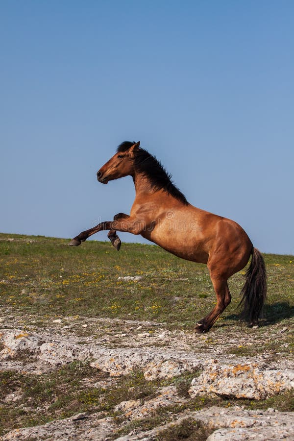 Schönes rotes Pferd, das oben am sonnigen Tag im Sommer aufrichtet stockfotografie Schönes rotes Pferd, das oben am sonnigen Tag im Sommer aufrichtet stockfotografie