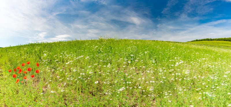 Schönes Sommerlandschaftspanorama, Wiese und Blumen und blauer Himmel stockfotografie Schönes Sommerlandschaftspanorama, Wiese und Blumen und blauer Himmel stockfotografie