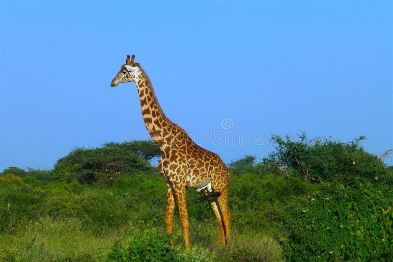 Schönes Tier von Kenia - die Giraffe stockbild Schönes Tier von Kenia - die Giraffe stockbild