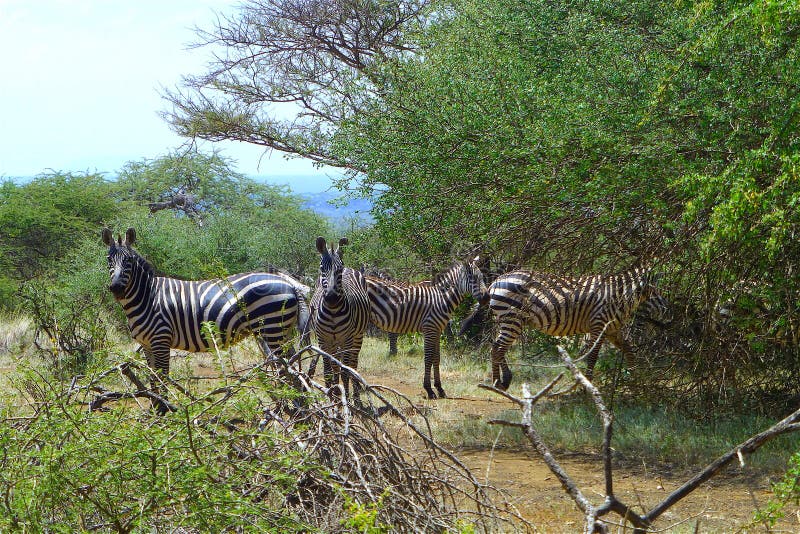 Schönes Tier von Kenia - die Zebrafamilie lizenzfreies stockbild Schönes Tier von Kenia - die Zebrafamilie lizenzfreies stockbild
