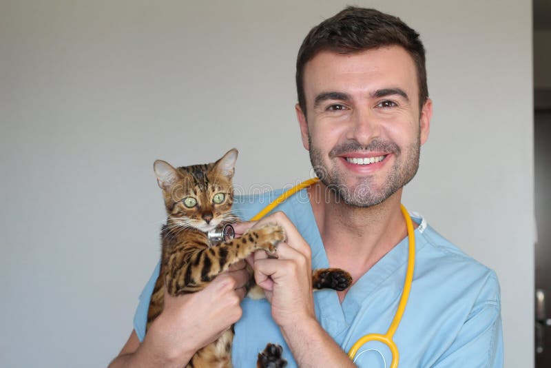 Schönes tierärztliches nettes mit exotischer Katze lizenzfreie stockfotos Schönes tierärztliches nettes mit exotischer Katze lizenzfreie stockfotos