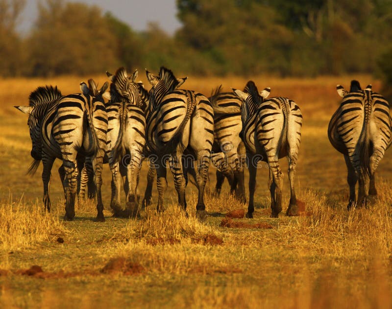 Schönes Zebra Waterbucks und Burchells auf den afrikanischen Ebenen lizenzfreies stockfoto Schönes Zebra Waterbucks und Burchells auf den afrikanischen Ebenen lizenzfreies stockfoto