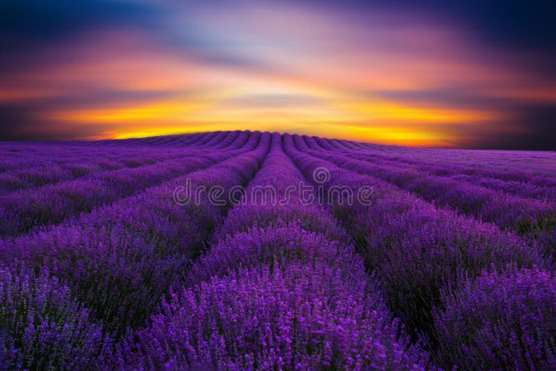 Schönheit von Lavendel 2