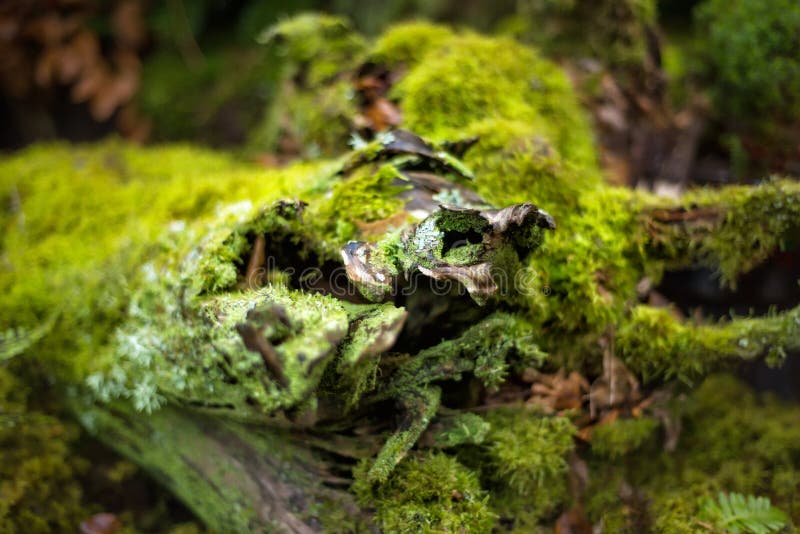 Schönschöne abstrakte Moosbilder auf der Oberfläche eines alten Loglogs Alter Baumstumpf im grünen Moos Grüner Hintergrund Natur stockbilder Schönschöne abstrakte Moosbilder auf der Oberfläche eines alten Loglogs Alter Baumstumpf im grünen Moos Grüner Hintergrund Natur stockbilder