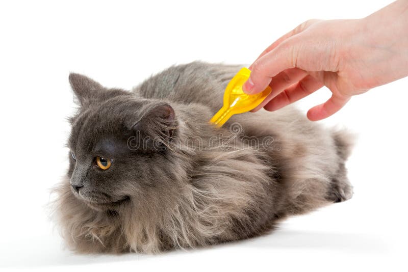 Schützen Sie die Katze vor Zecken und Flöhen stockfoto Schützen Sie die Katze vor Zecken und Flöhen stockfoto