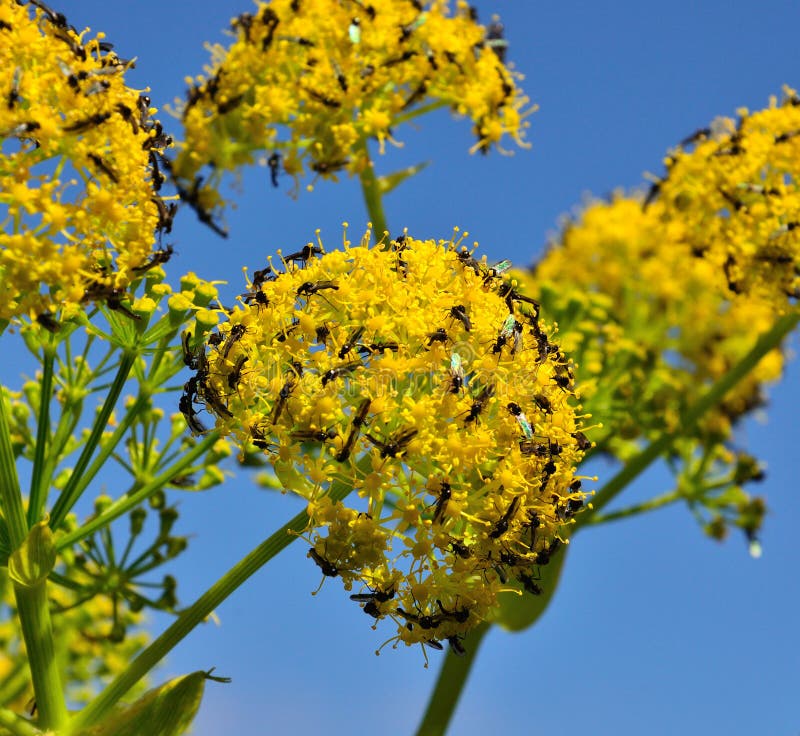 Sciame degli insetti sui fiori di finocchio fotografia stock Sciame degli insetti sui fiori di finocchio fotografia stock