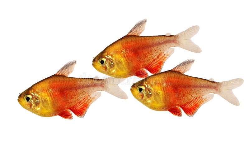 Sciame pesce tropicale dell'acquario di Rio di tetra flammeus di Hyphessobrycon della fiamma di rosso arancio di tetra immagini stock libere da diritti Sciame pesce tropicale dell'acquario di Rio di tetra flammeus di Hyphessobrycon della fiamma di rosso arancio di tetra immagini stock libere da diritti