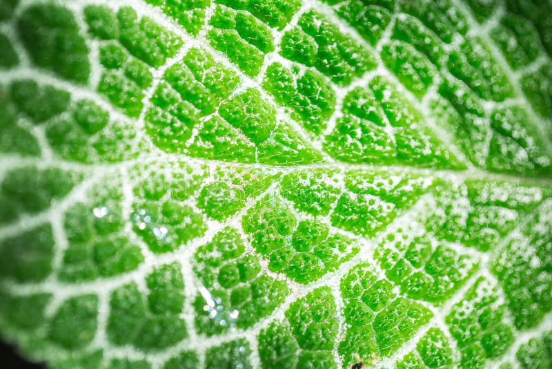 Science of ecology. Closeup green leaf texture chlorophyll and process of photosynthesis