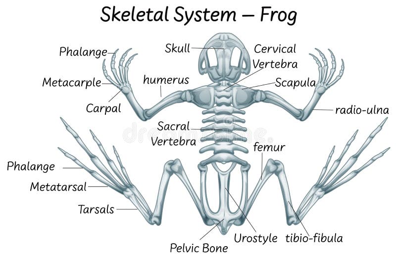 Frog Legs Anatomy