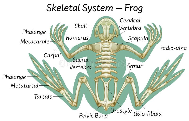 Skeleton System Of Frog Batmanview