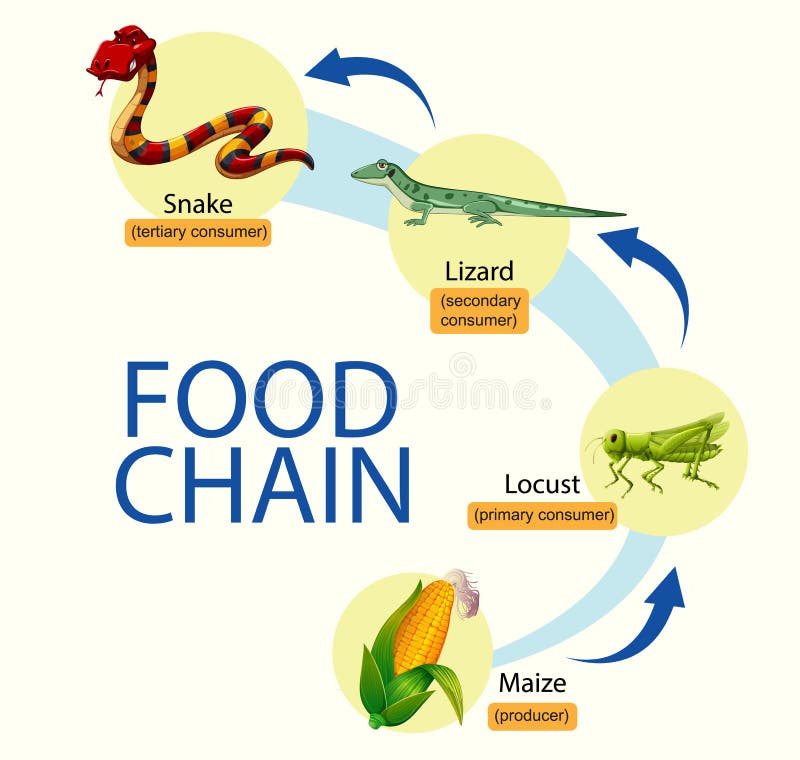 food chain coloring page - Clip Art Library-saigonsouth.com.vn