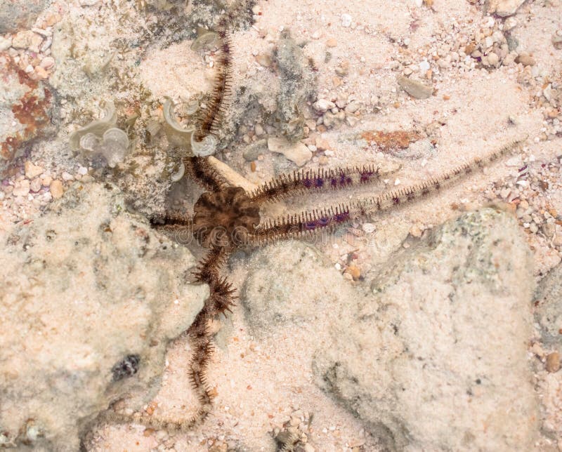 Scientific ID : Ophiocoma echinata Spiny ophiocoma. Underwater photo of Brittle sea Star while in locomotion in natural habitat.