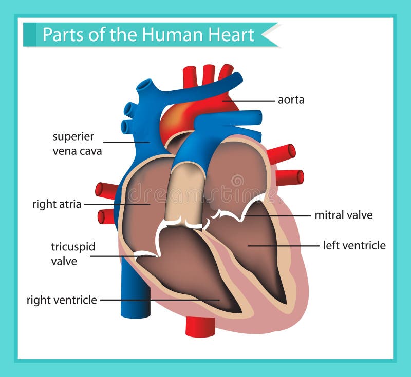 Featured image of post Heart Drawing Images With Parts : Find images of heart drawing.