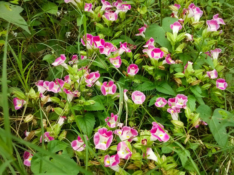 A scientific name:Torenia fournieri Linden.Is scrophulariaceae.Annual erect herb, up to 50 cm tall. Stem glabrous, leaf blade ovate or ovate, glabrous, apex slightly or short acuminate, base cuneate, margin with short sharp serrate. Flowers are usually arranged in a raceway at the top of the branch; Bracts, oval-shaped, green or top and edge with a reddish color, with a few lower fins, and when the fruit ripens, the corolla is out of the calyx teeth; Corolla tube pale violet, back yellow,upper lip erect, light blue, wide oval-shaped, lower lip lobes moment round or near round, purple blue, capsule long oval, yellow, 6-december flowering results.