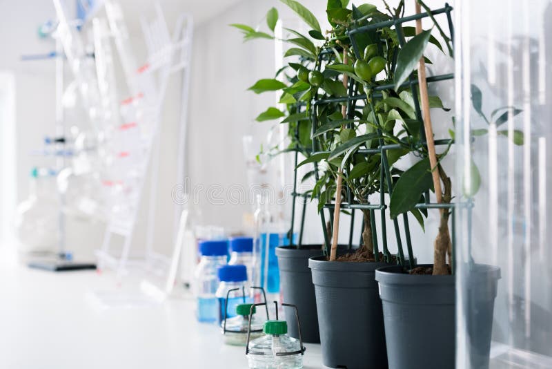 Scientific Plants stock photo. Image of dropper, additive 21556248